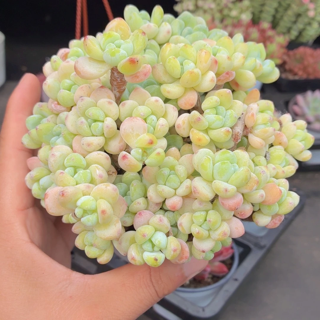 罗琦多肉9.9包邮发货