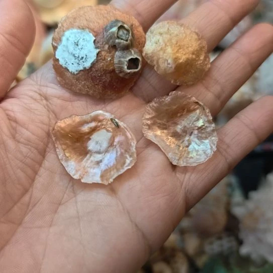 石材天然海螺贝壳