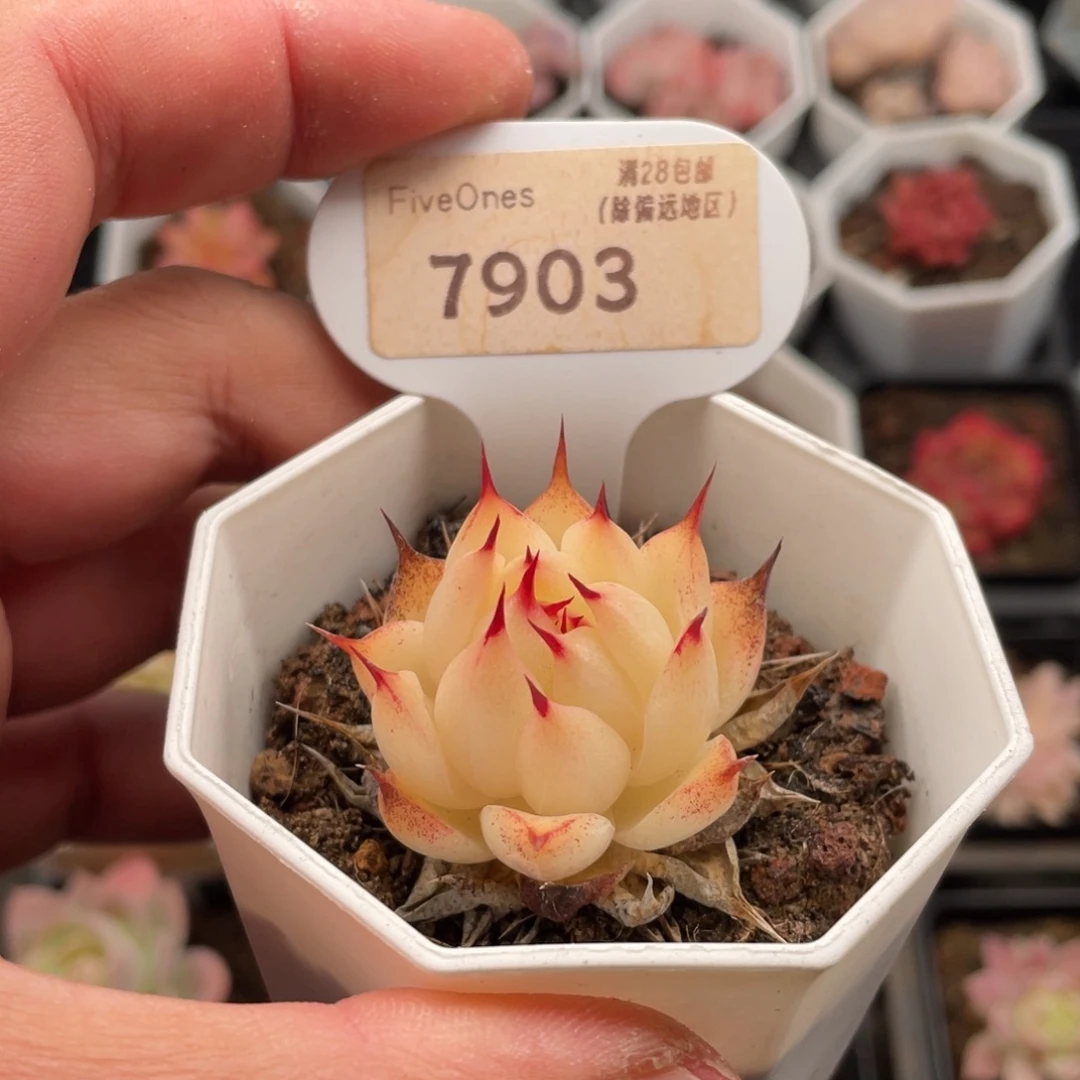 多肉托斯卡内利7903-4厘米