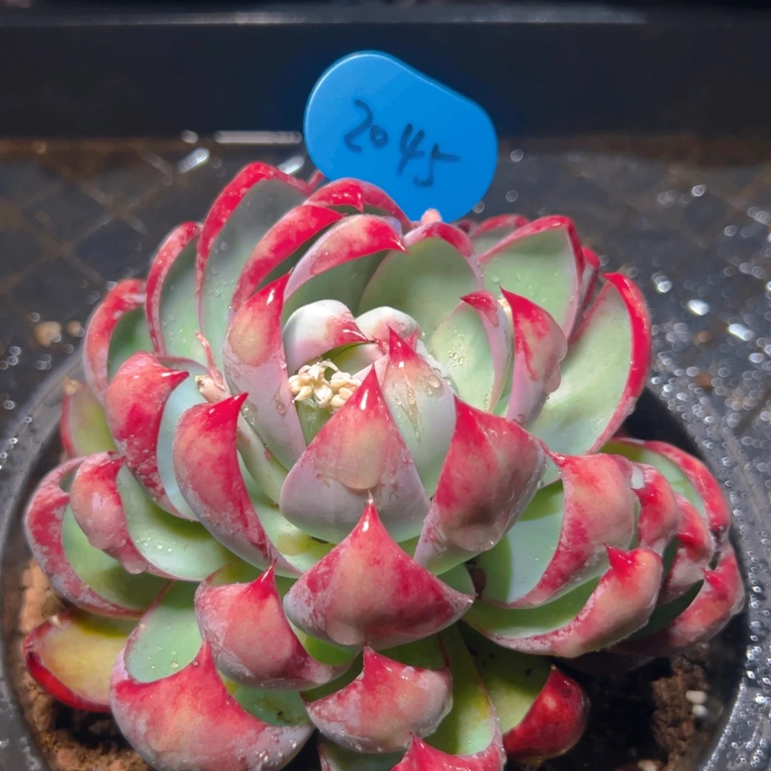 惊鸿仙子一物一拍2045号