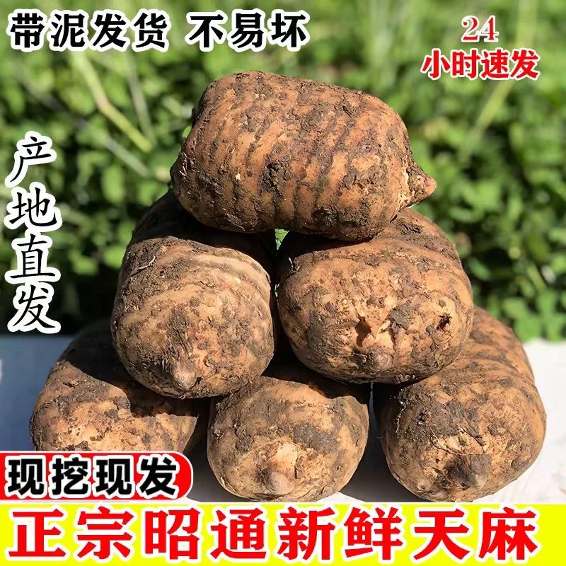 云南昭通彝良小草坝新鲜天麻炖鸡炖排骨煲汤泡酒仿野深山三年种植