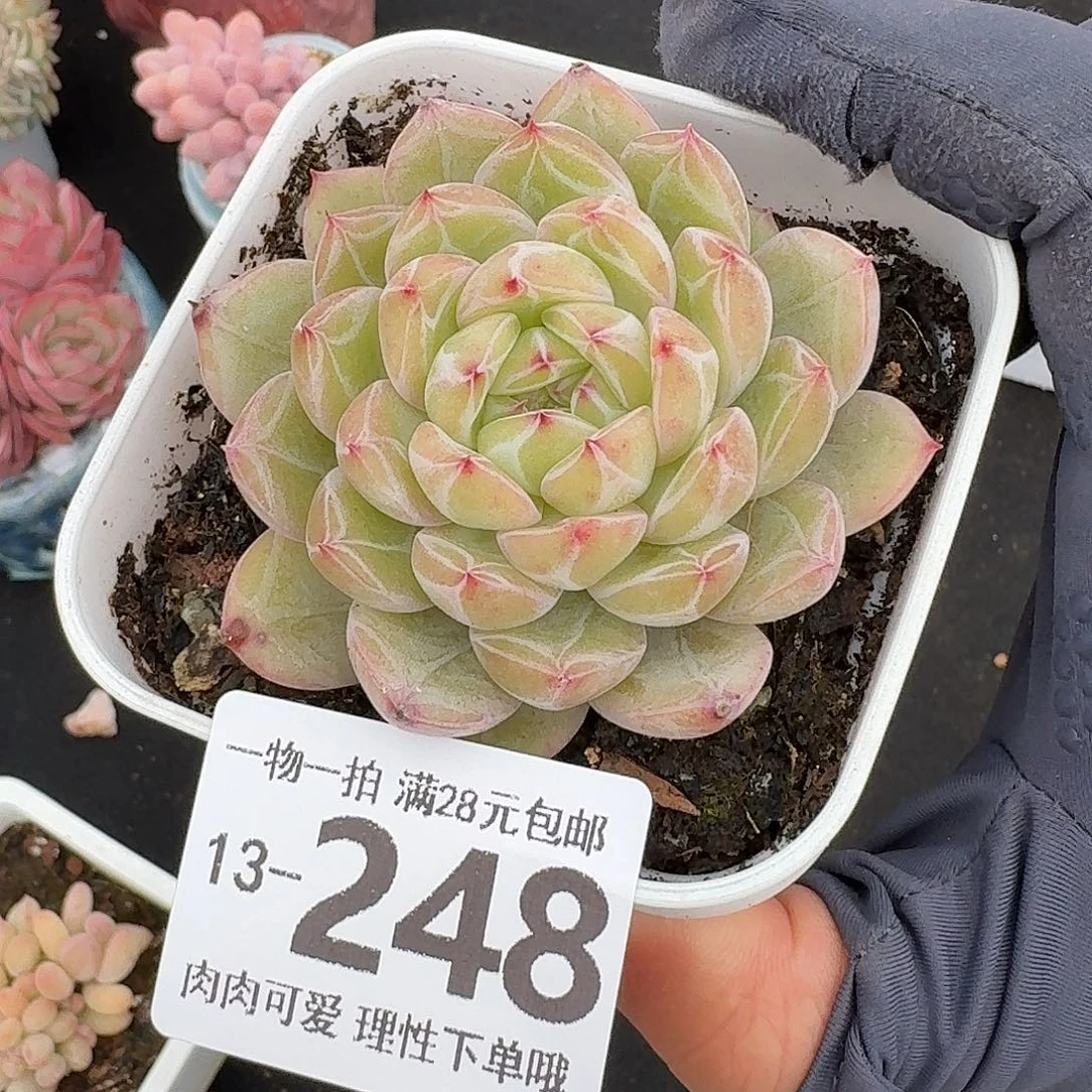 雪花珍妮无盆土发货无盆
