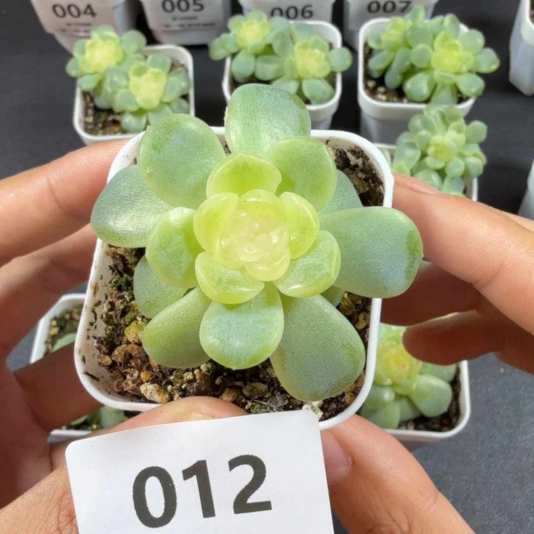 无尽灯单头一物一拍012