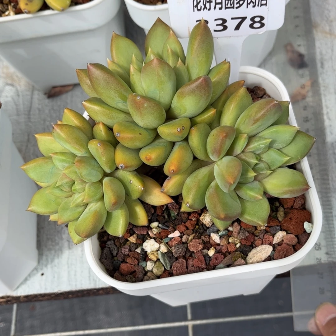 淼***y多肉植物3378…………