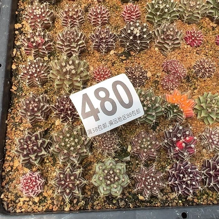 无花朵?***莉480号球一盘补差价