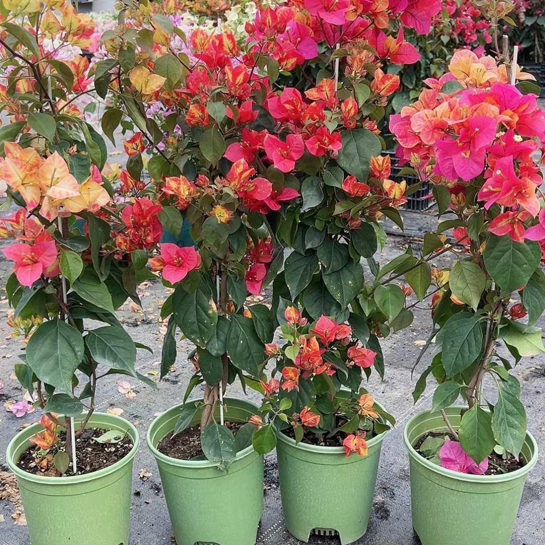 大部分花苞少量开放飞鸟带竹一棵