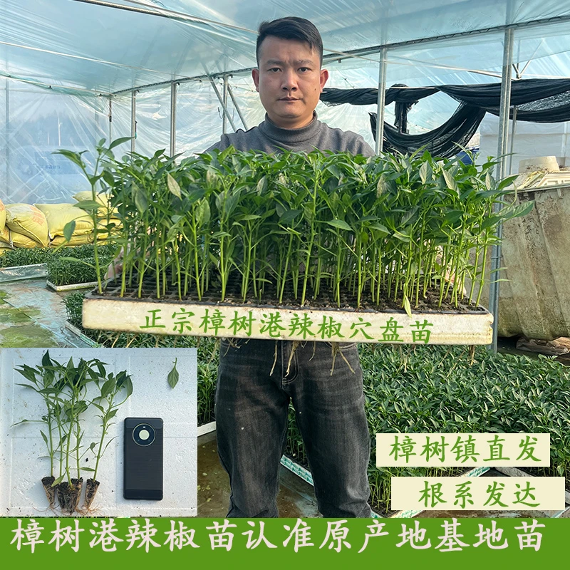 樟树港辣椒苗 16颗32颗60颗带土带泥原产地发货 盆栽 湖南辣椒