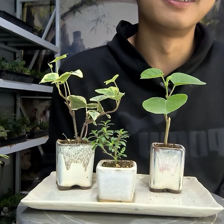 吉*章中青园艺一物一拍19