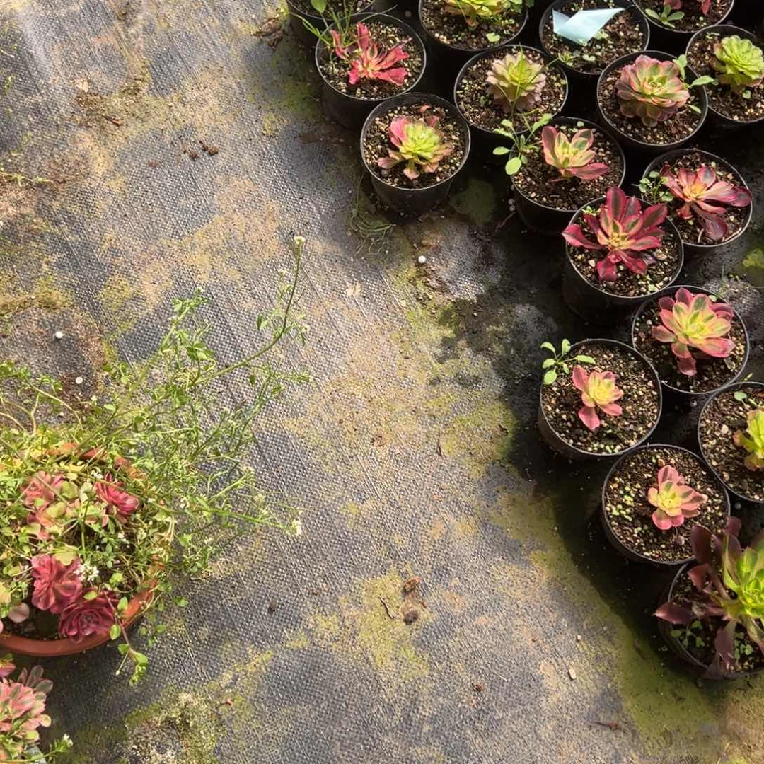 10个半红半绿知否砍头