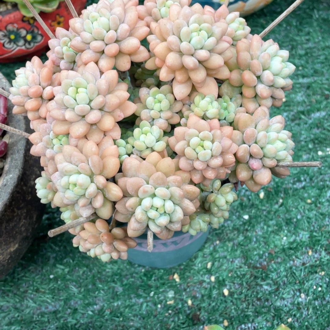 洛可可一物一拍28包邮非偏远