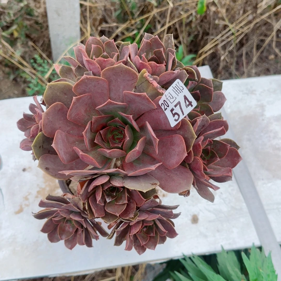 花前月下574满20包邮断枝不包