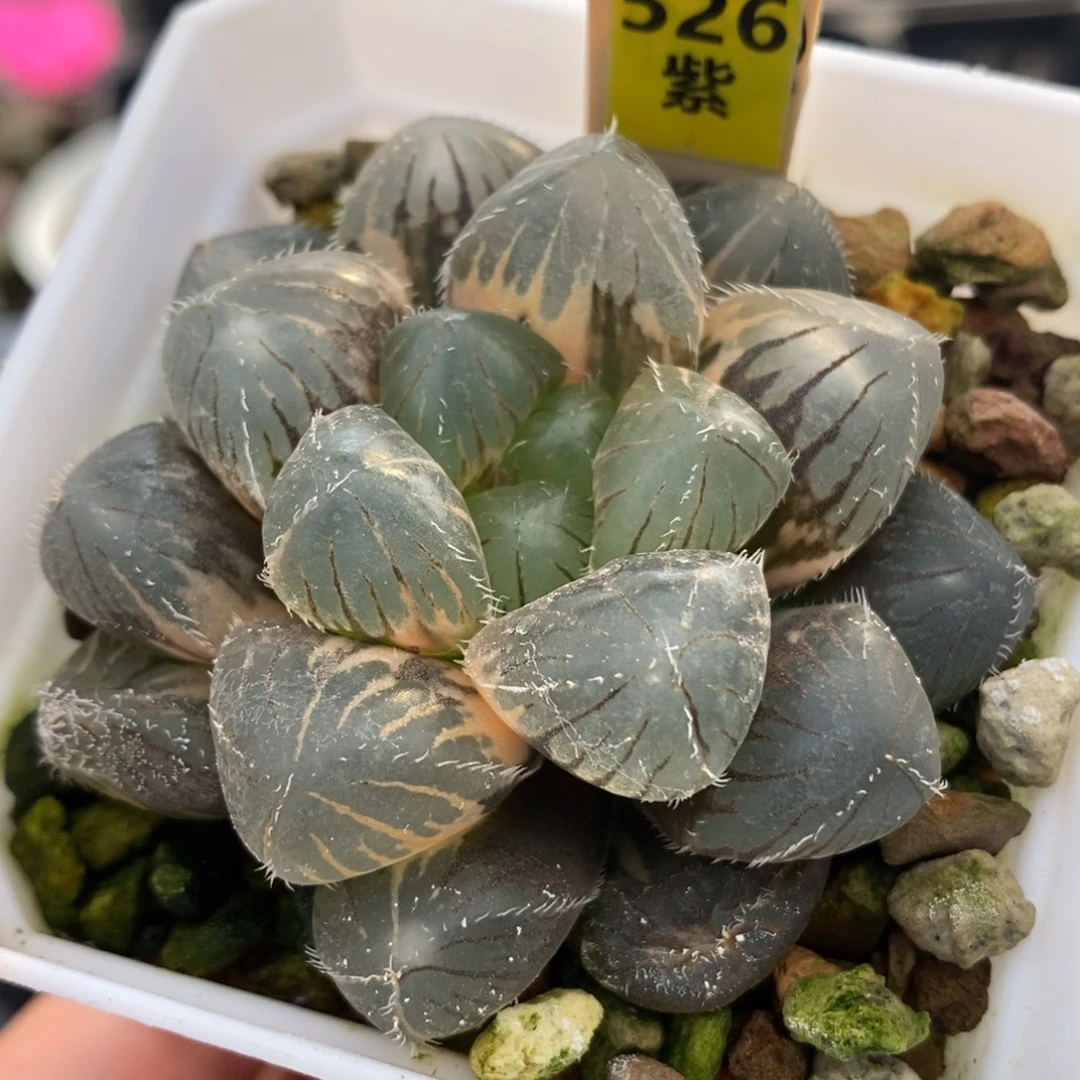 526巨大赤线玉露锦