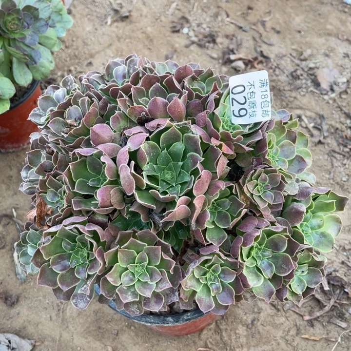 029柠檬玫瑰手捧1