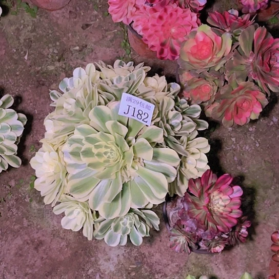 182绿豆沙多肉植物