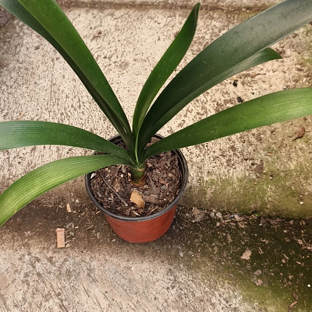 厚***物当前无花栽培后可以开花盲盒大苗一颗残叶特惠