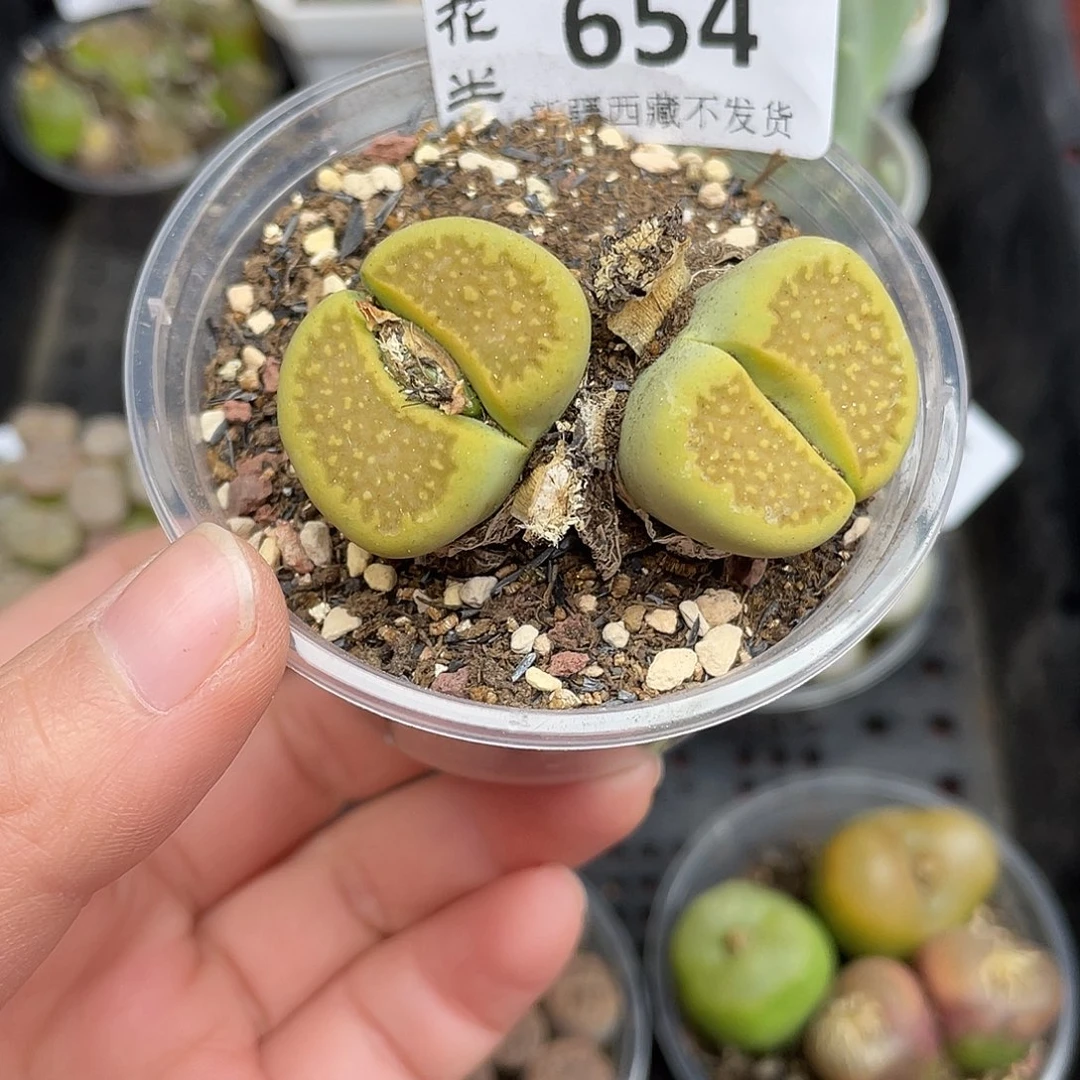 654000000花花花花花花花花