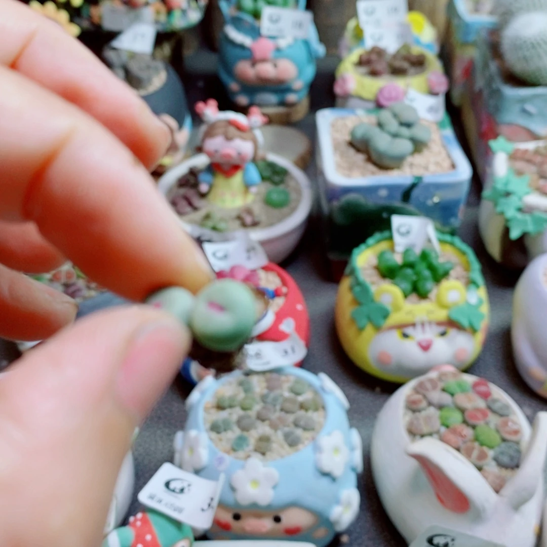 小***干生石花花花花花花花花606