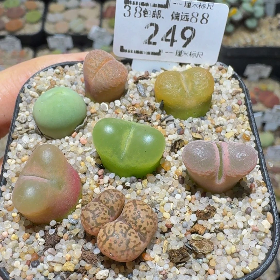 Ssss精品生石花249