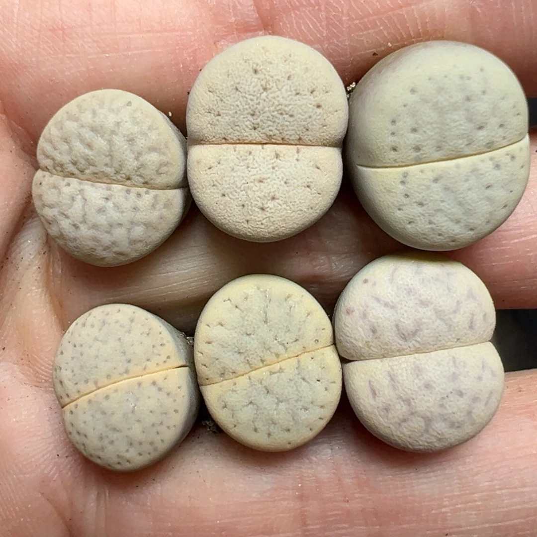 【闪购商品】735……