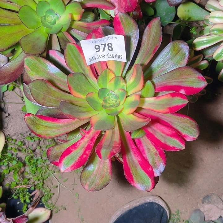 多****心978嫁接巫毒七彩多肉植物