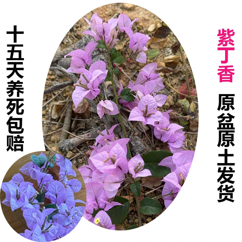 紫丁香(三角梅)原生大苗四季开花老桩爬藤植物