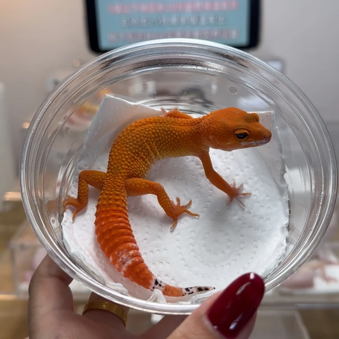 豹纹守宫蜜桔妹妹