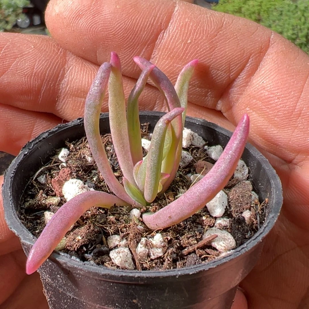 冰花锦50杯老桩福利