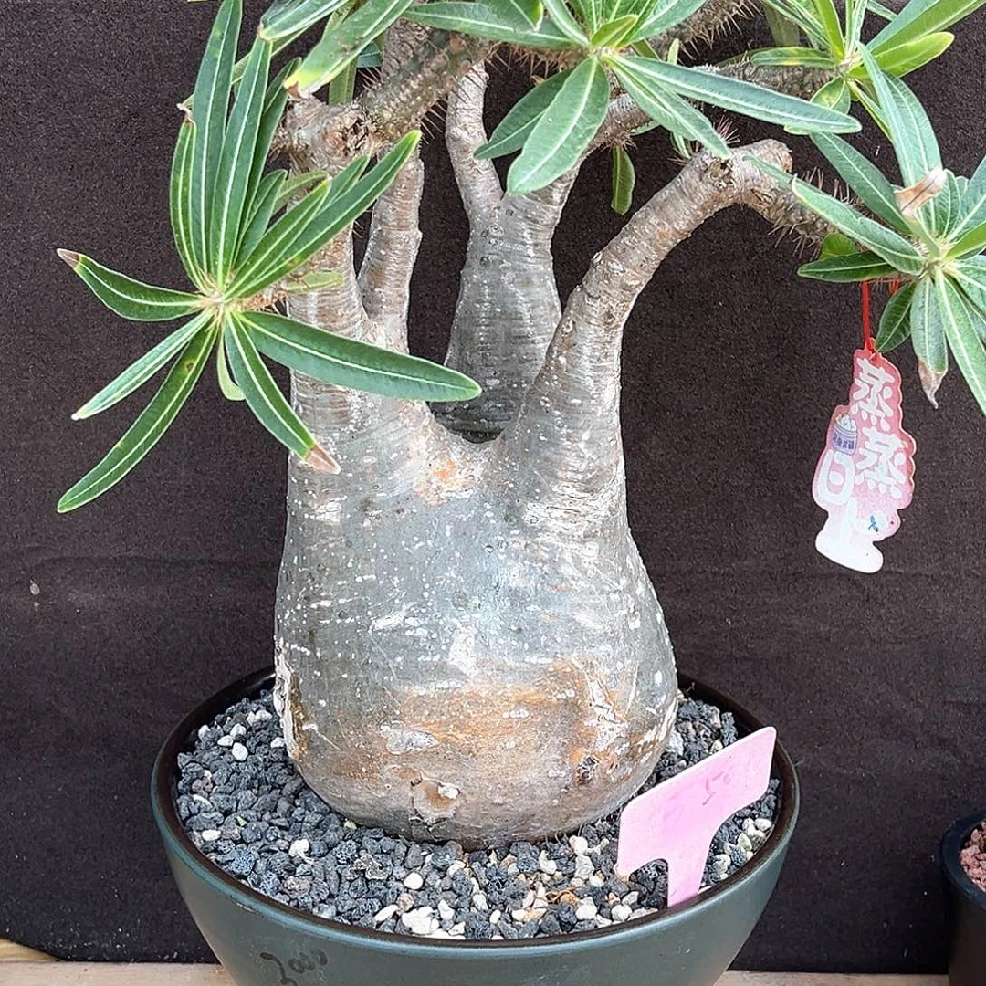 潮流植物产地鸡腿宫，13.3公分