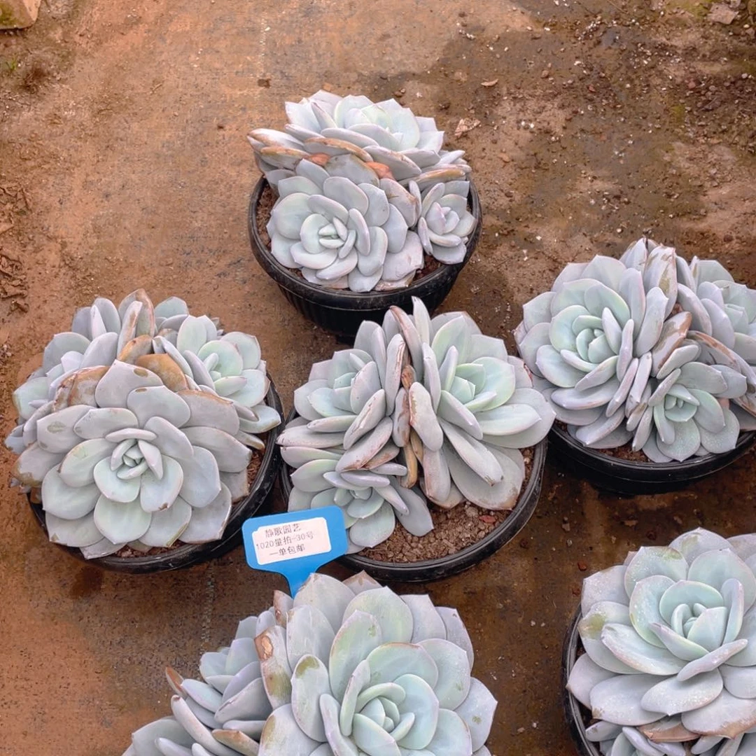 1020-30-开播福利韩版奶茶一颗量拍