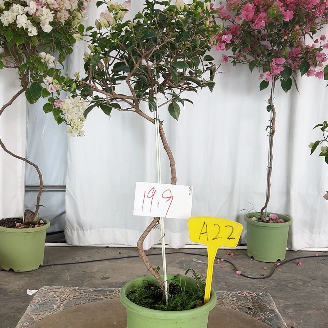 大部分花苞少量开放A22苹果花