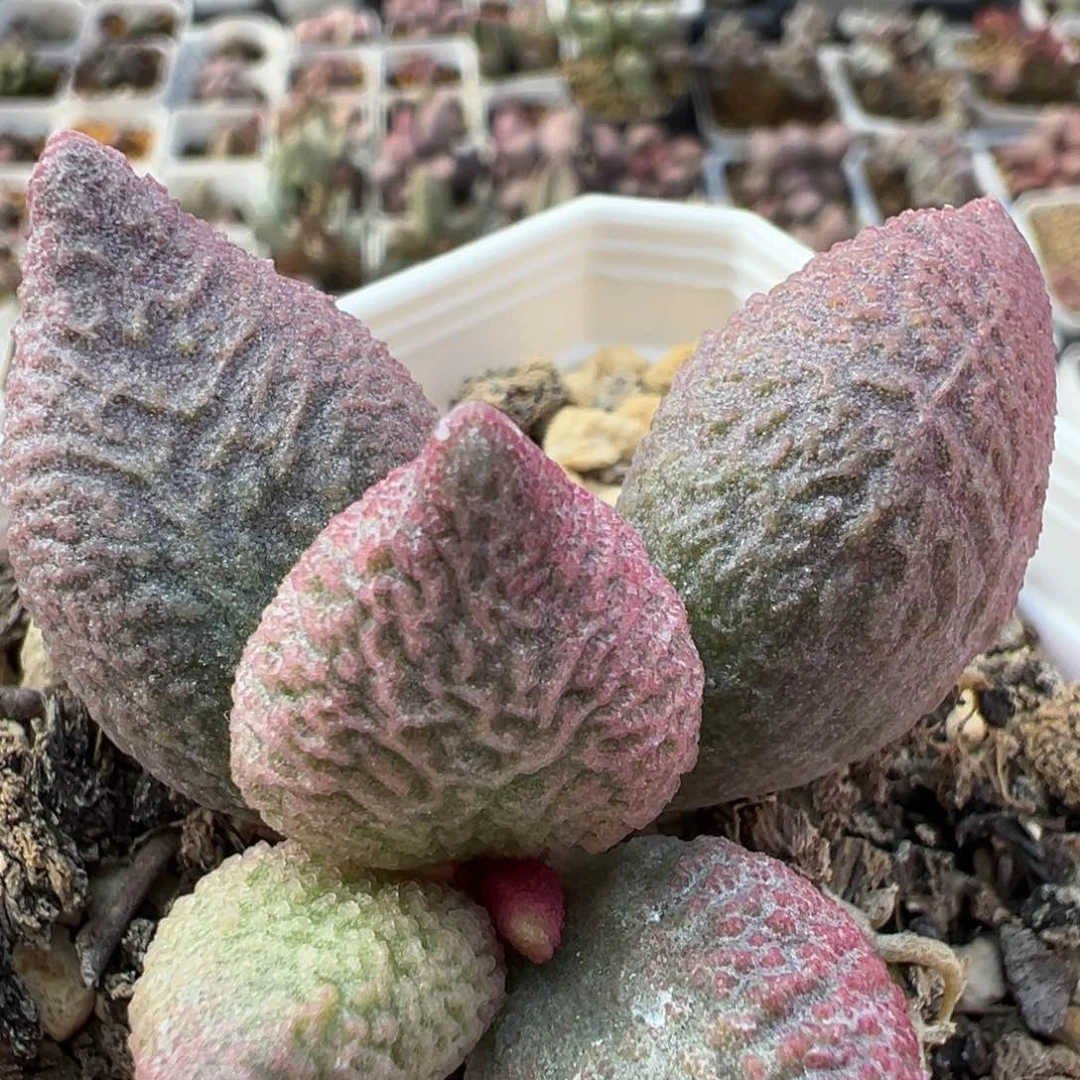 实生新品多肉植物水泡