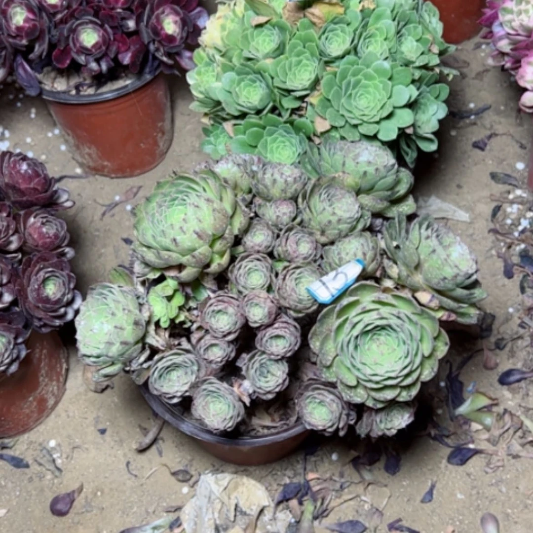 【闪购商品】修**?多肉植物处理有砍过13