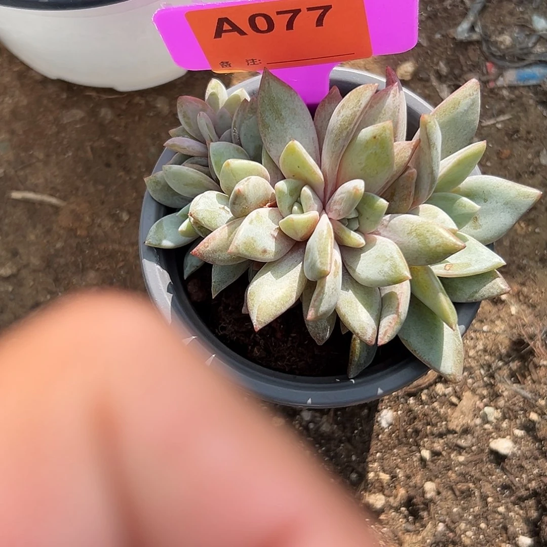 真***天多肉植物一物一拍