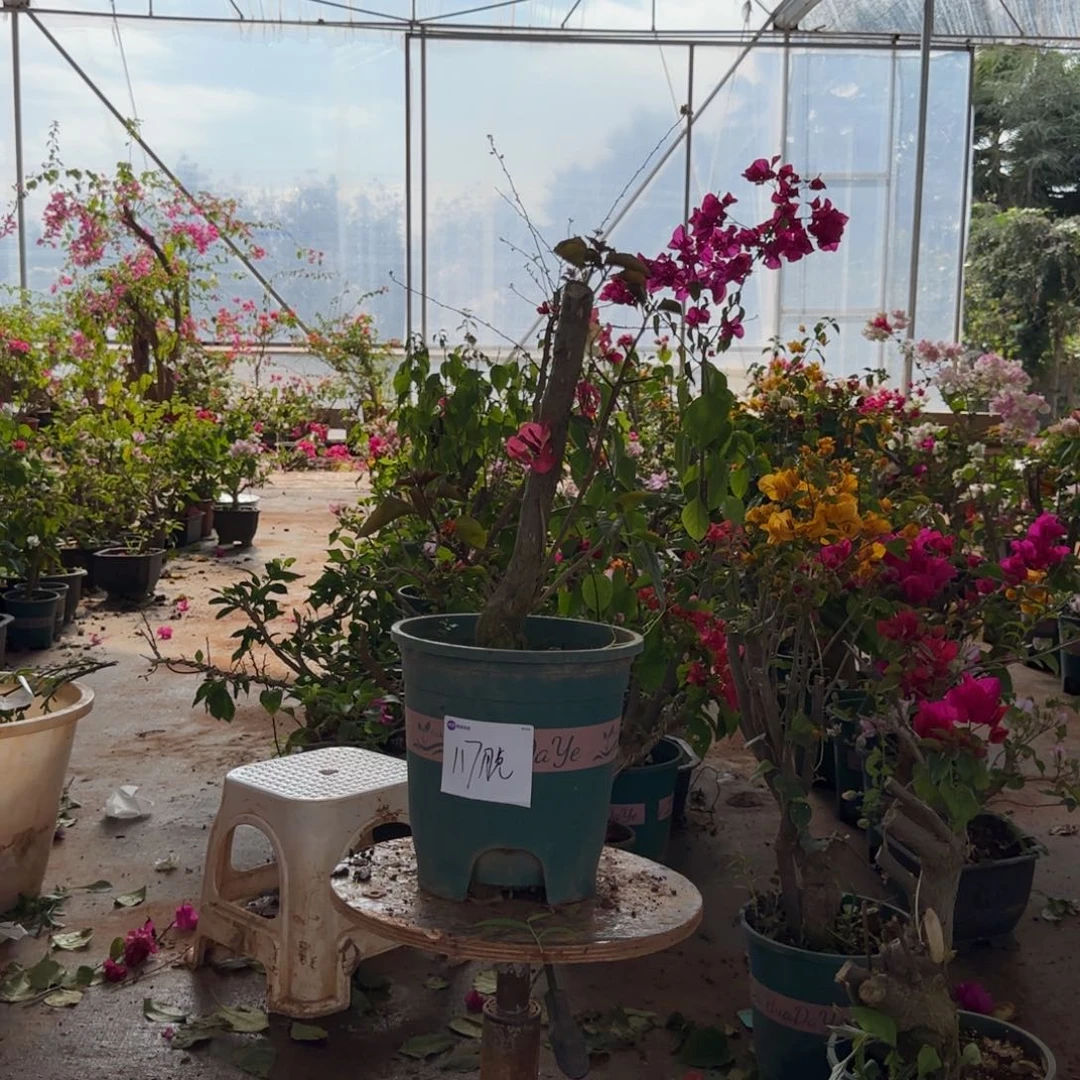 大部分花苞少量开放画报117脱