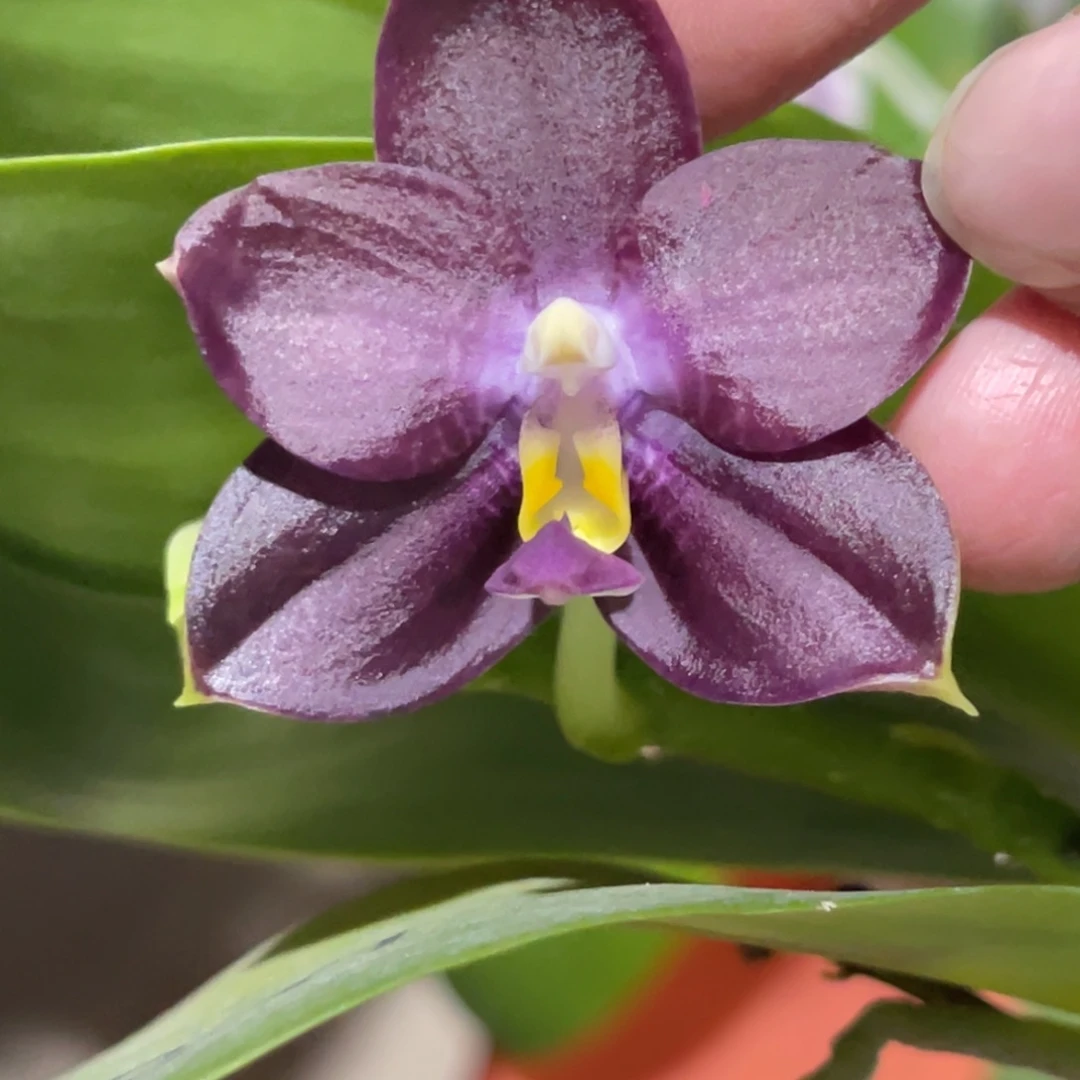 完全开放弥陀156-1395