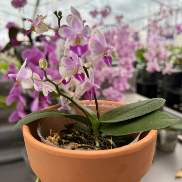 2.8寸杯 安娜蝴蝶兰