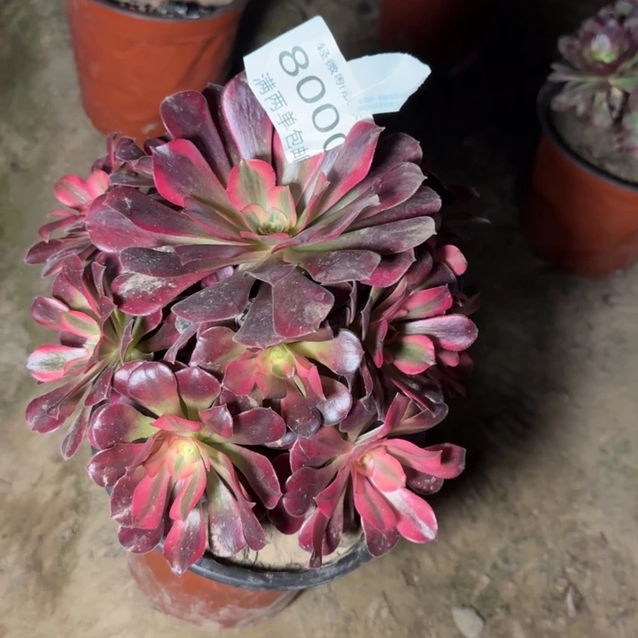 8000美杜莎的多肉植物