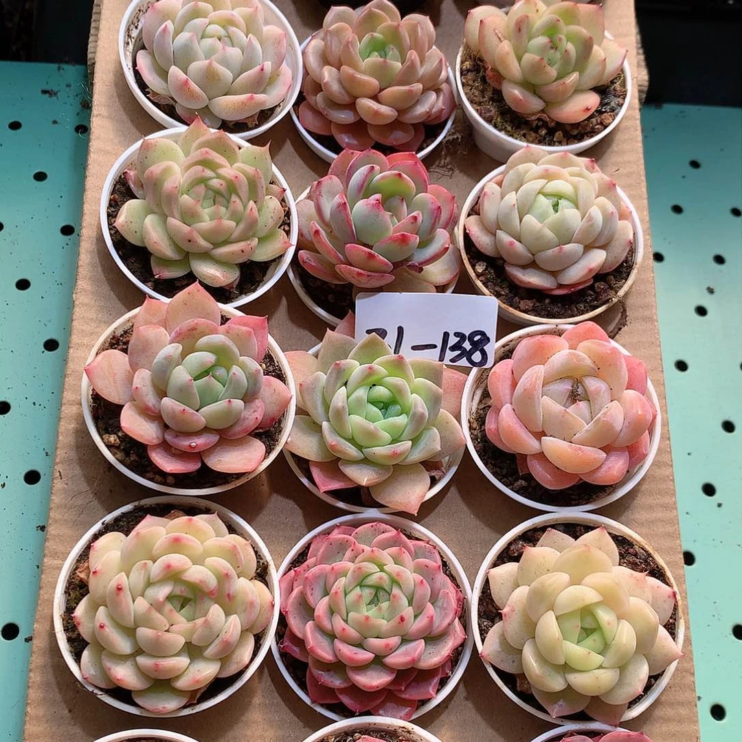 31-138一物一拍带盆18颗