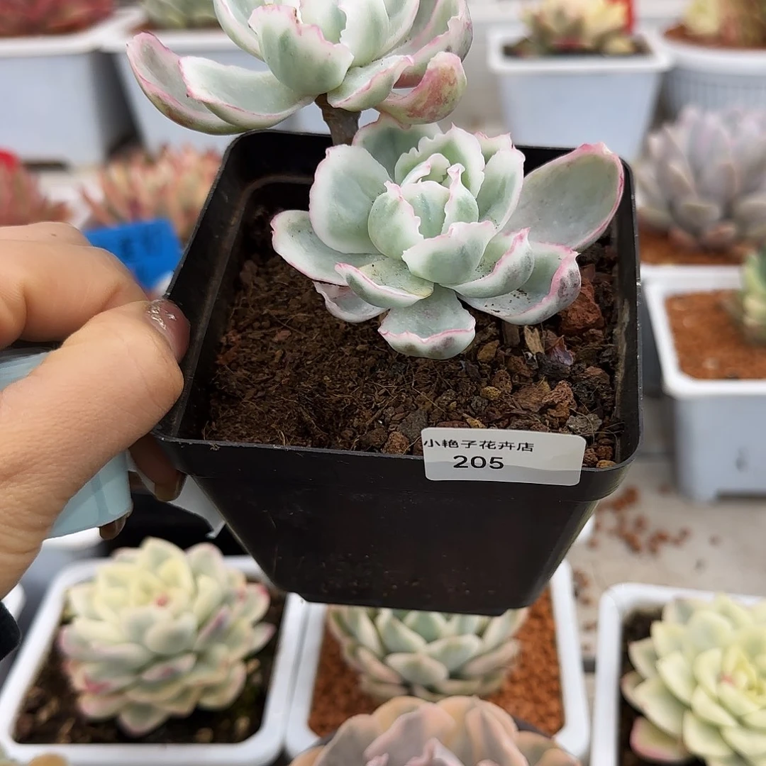 宇***婷205伯克利锦多肉植物