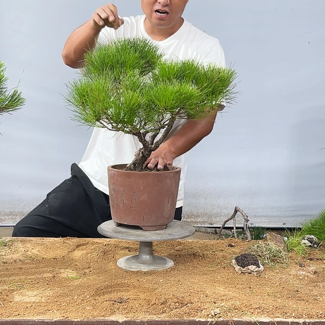 路***哥无花朵黄山松盆景园林绿化