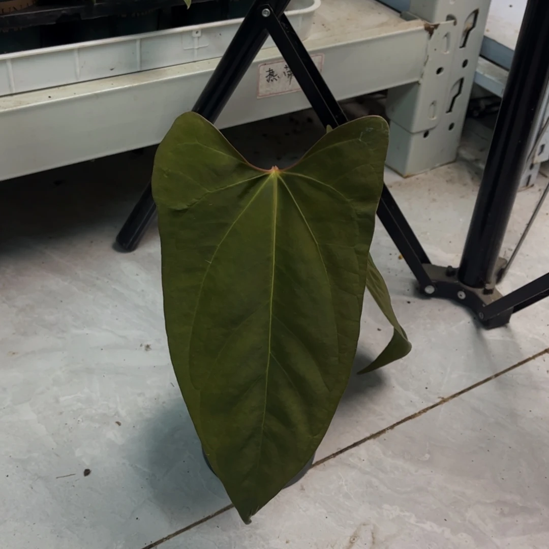 无花朵H02papi杂（活动无售后 介意勿拍）