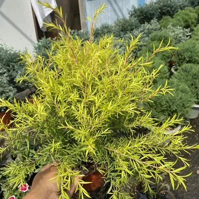 四季常绿金叶盆栽耐寒耐旱黄金香千层金彩叶庭院植物