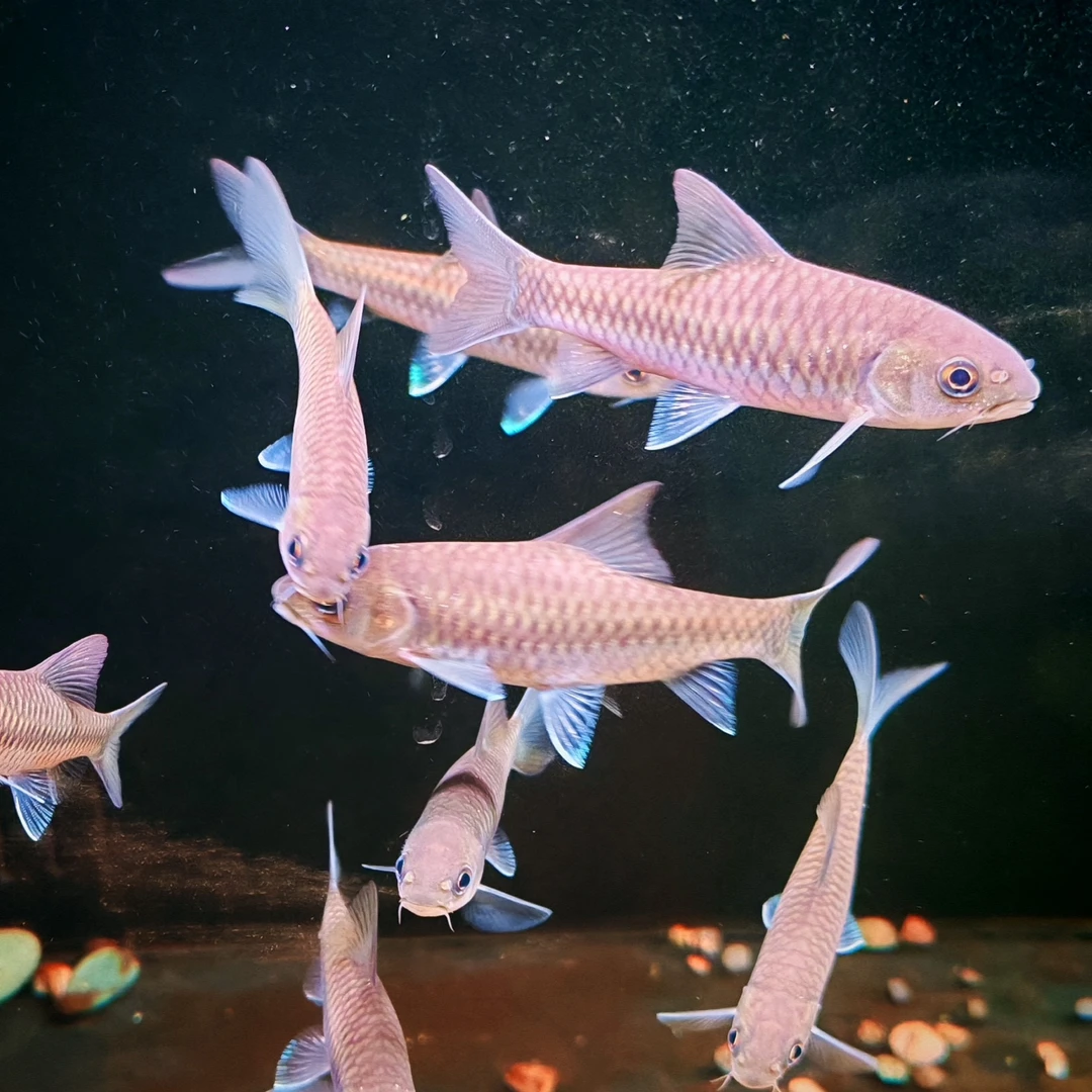 清水河保山篮吉罗苗子签收两小时内拍摄完整开箱视频没有不包损