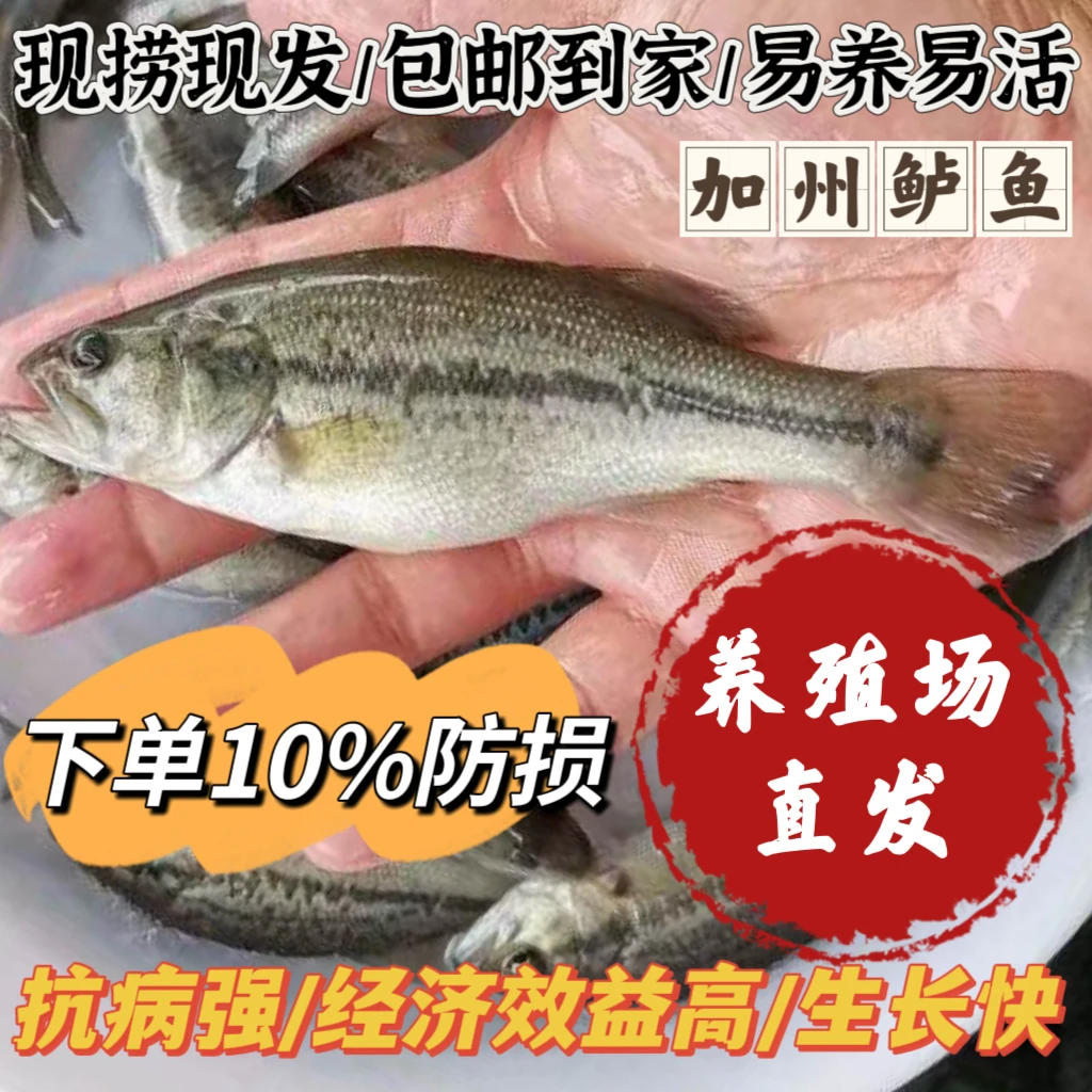 淡水加州鲈鱼活体可观赏可饲养包邮