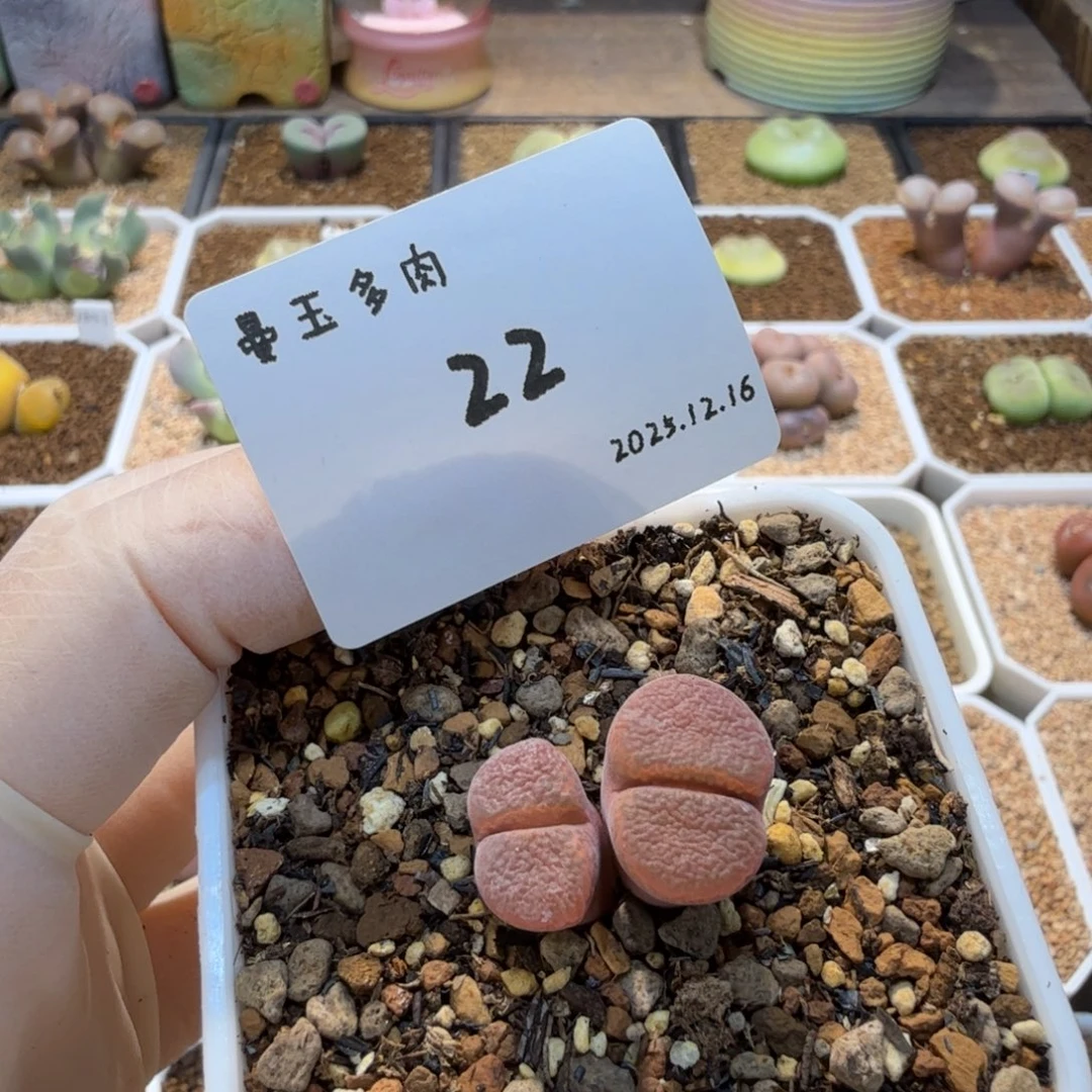 冉***啦多肉多肉多肉12.16-022白花1804.5