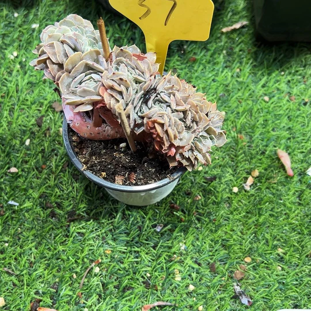 天赐缀37号多肉植物