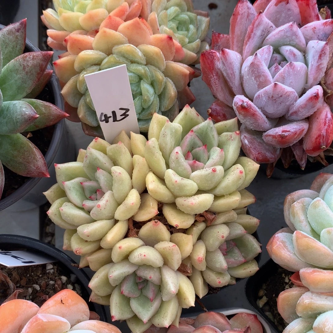 璀璨727262626272