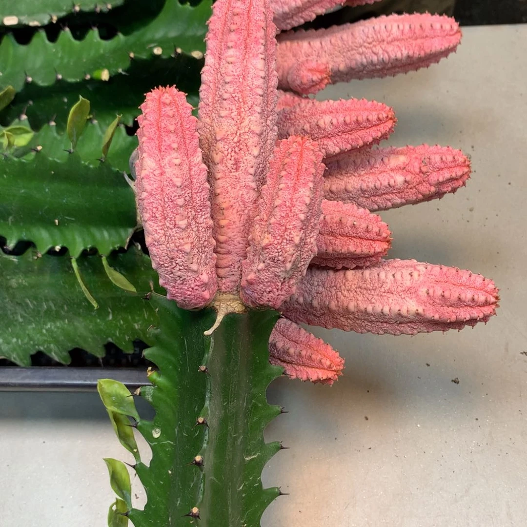 雅迪锦 带柱子3头起发