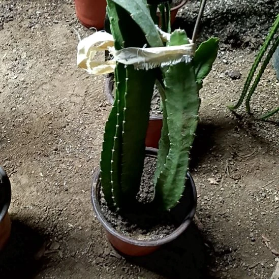 凤***翎完全开放令箭何花东北小粉