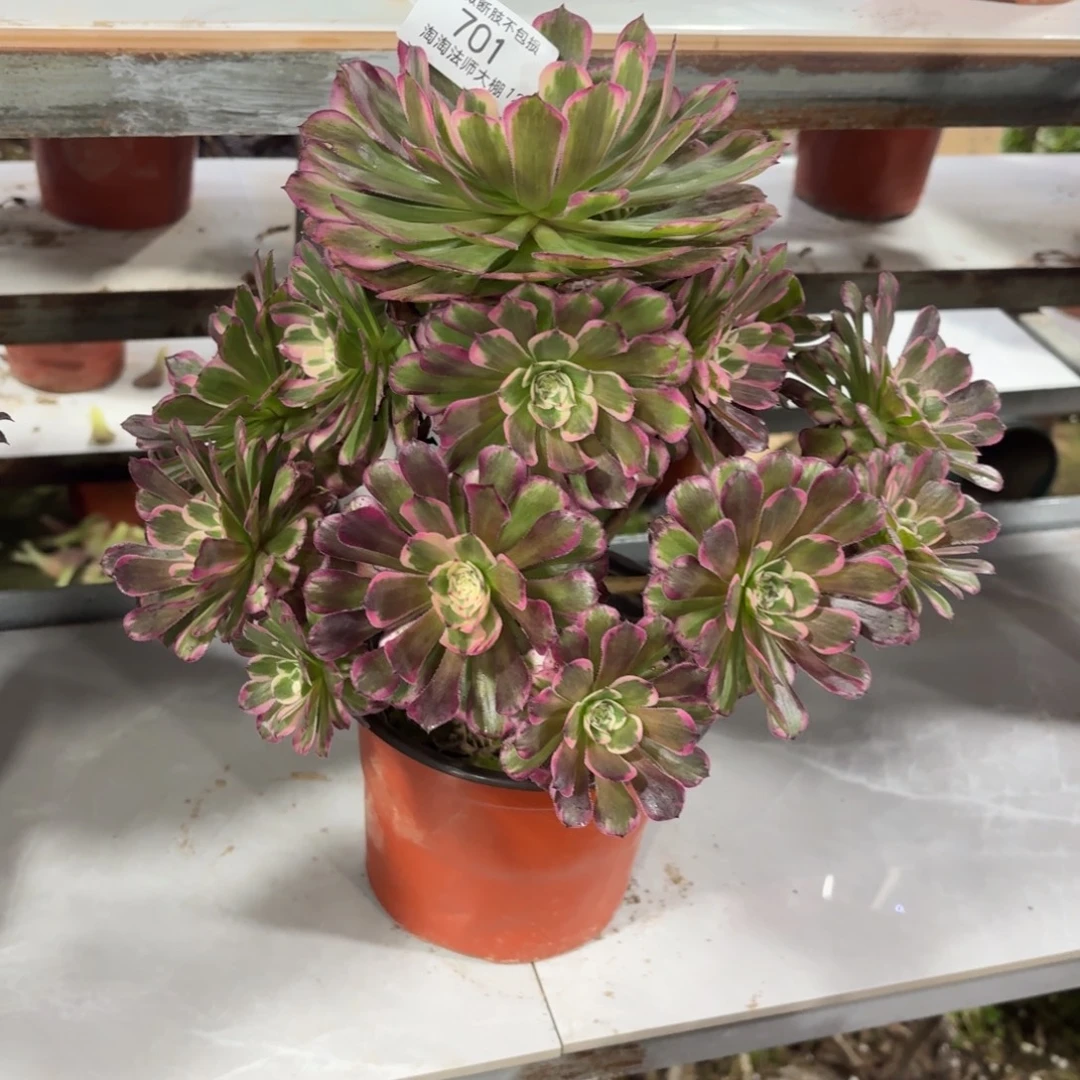 701霁月多肉植物法师